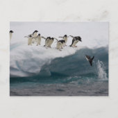 Adelie Penguins duikt in zee Paulette Briefkaart (Voorkant)