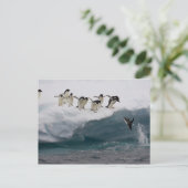 Adelie Penguins duikt in zee Paulette Briefkaart (Staand voorkant)