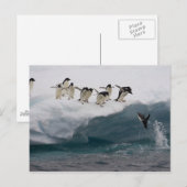 Adelie Penguins duikt in zee Paulette Briefkaart (Voorkant / Achterkant)