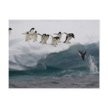 Adelie Penguins duikt in zee Paulette