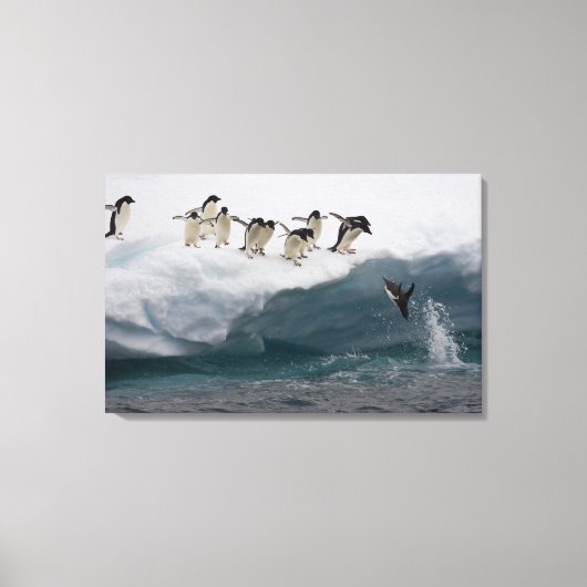 Adelie Penguins duikt in zee Paulette Canvas Afdruk (Voorkant)
