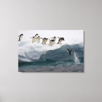 Adelie Penguins duikt in zee Paulette