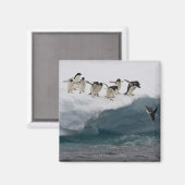 Adelie Penguins duikt in zee Paulette Magneet (Voorkant / Achterkant)