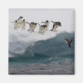 Adelie Penguins duikt in zee Paulette Magneet (Voorkant)