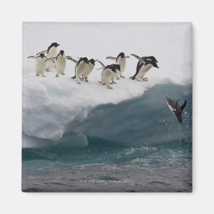 Adelie Penguins duikt in zee Paulette Magneet