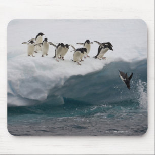 Adelie Penguins duikt in zee Paulette Muismat