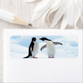 Adelie Penguins Etiket (Insitu)