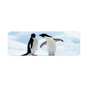 Adelie Penguins Etiket