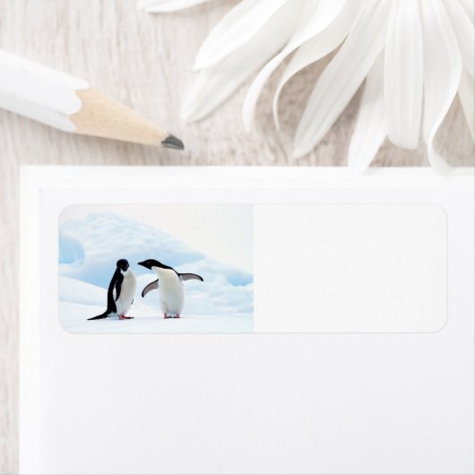 Adelie Penguins Etiket (Insitu)