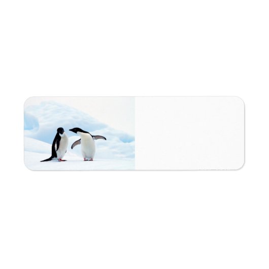 Adelie Penguins Etiket (Voorkant)
