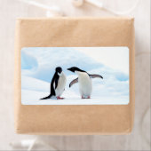 Adelie Penguins Etiket (Insitu)