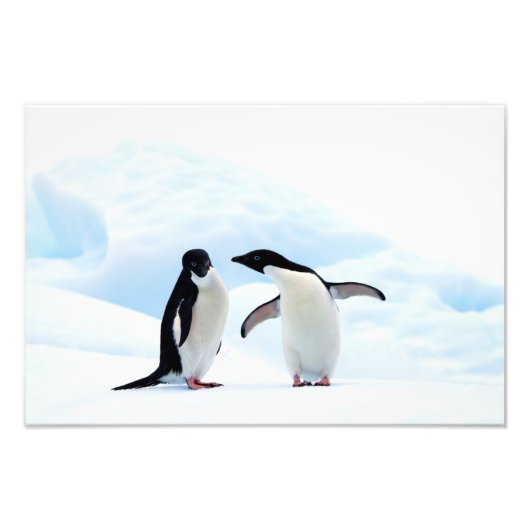 Adelie Penguins Foto Afdruk (Voorkant)