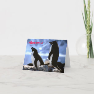 Adelie Penguins in Antarctica Greetings Card Feestdagen Kaart