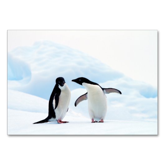 Adelie Penguins Kaart (Achterkant)