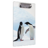 Adelie Penguins Klembord (Rechts)