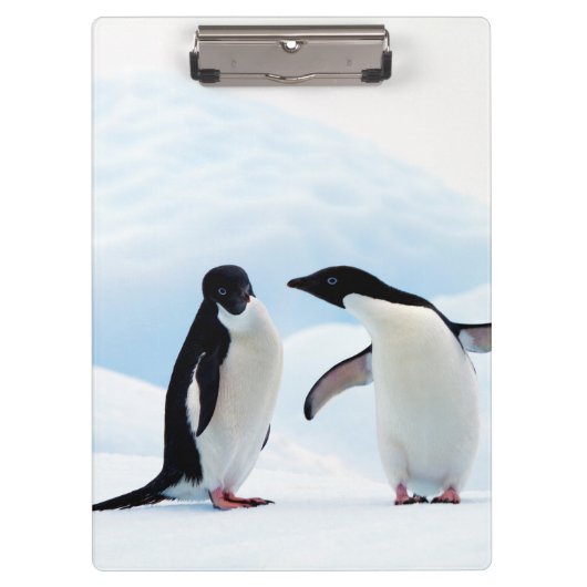 Adelie Penguins Klembord (Voorkant)