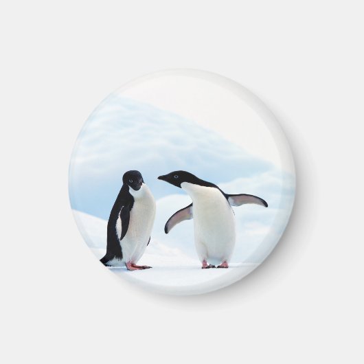 Adelie Penguins Magneet (Voorkant)