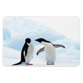 Adelie Penguins Magneet (Horizontaal)