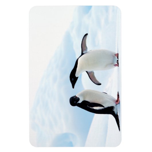 Adelie Penguins Magneet (Verticaal)