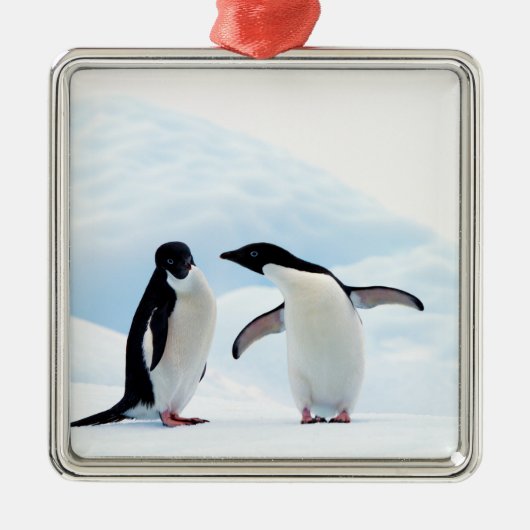 Adelie Penguins Metalen Ornament (Voorkant)