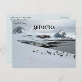 Adelie Penguins op het Hoefijzer Antarctica Briefkaart (Voorkant / Achterkant)