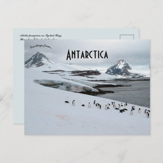 Adelie Penguins op het Hoefijzer Antarctica Briefkaart (Voorkant / Achterkant)