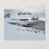 Adelie Penguins op het Hoefijzer Antarctica Briefkaart (Voorkant)