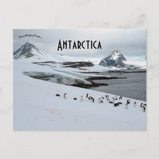 Adelie Penguins op het Hoefijzer Antarctica Briefkaart (Voorkant)