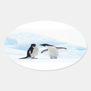 Adelie Penguins Ovale Sticker