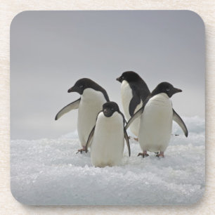Adelie Penguins over ijsstromen Bier Onderzetter