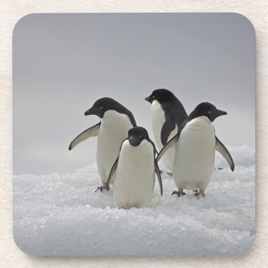 Adelie Penguins over ijsstromen Bier Onderzetter (Voorkant)