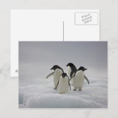 Adelie Penguins over ijsstromen Briefkaart (Voorkant / Achterkant)