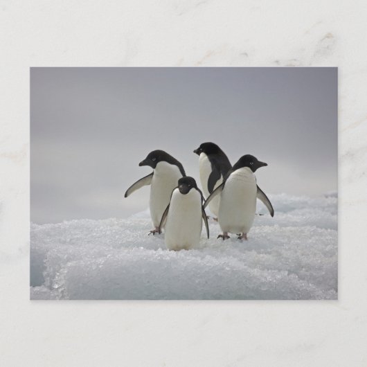 Adelie Penguins over ijsstromen Briefkaart (Voorkant)