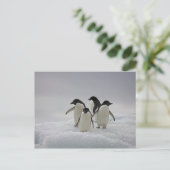 Adelie Penguins over ijsstromen Briefkaart (Staand voorkant)