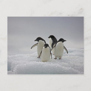 Adelie Penguins over ijsstromen Briefkaart