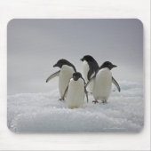 Adelie Penguins over ijsstromen Muismat (Voorkant)