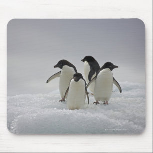 Adelie Penguins over ijsstromen Muismat