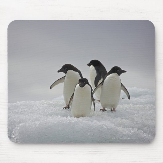 Adelie Penguins over ijsstromen Muismat (Voorkant)