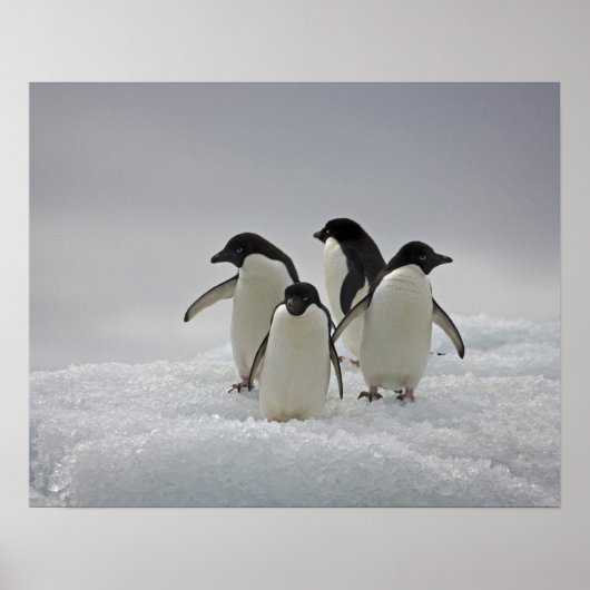 Adelie Penguins over ijsstromen Poster (Voorkant)