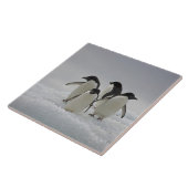 Adelie Penguins over ijsstromen Tegeltje (Zijkant)