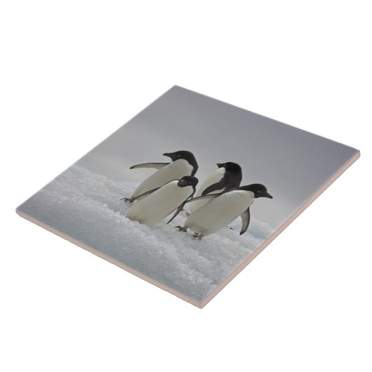 Adelie Penguins over ijsstromen Tegeltje (Zijkant)