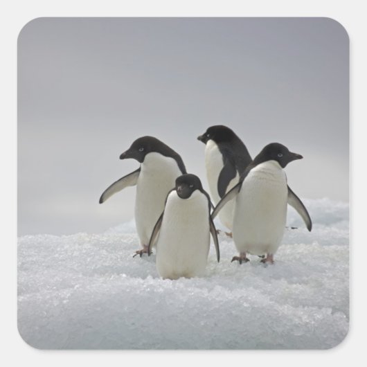 Adelie Penguins over ijsstromen Vierkante Sticker (Voorkant)