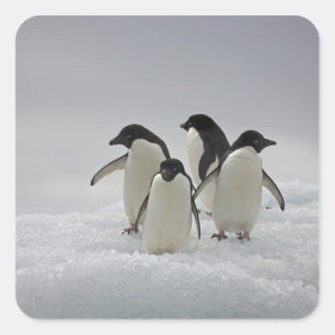 Adelie Penguins over ijsstromen Vierkante Sticker