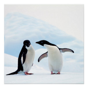 Adelie Penguins Poster
