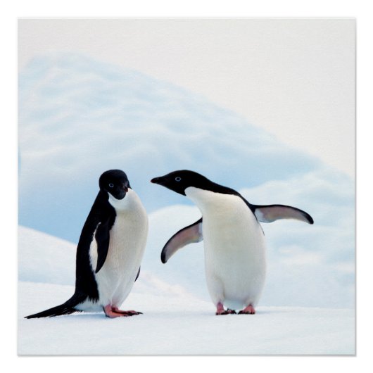 Adelie Penguins Poster (Voorkant)
