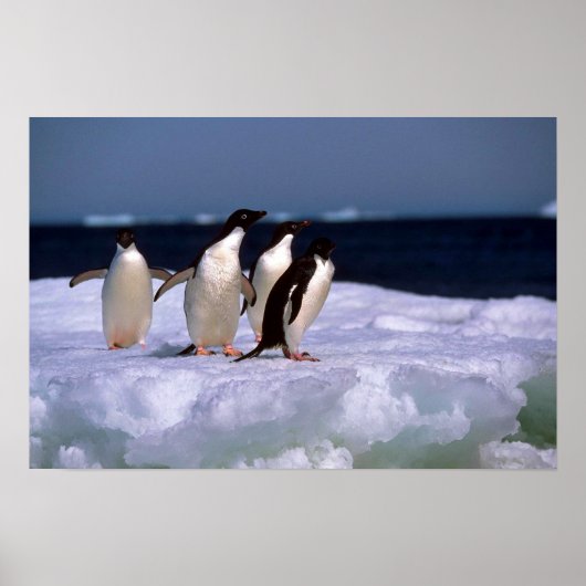 Adelie Penguins Poster (Voorkant)