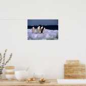 Adelie Penguins Poster (Keuken)