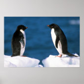 Adelie Penguins Poster (Voorkant)