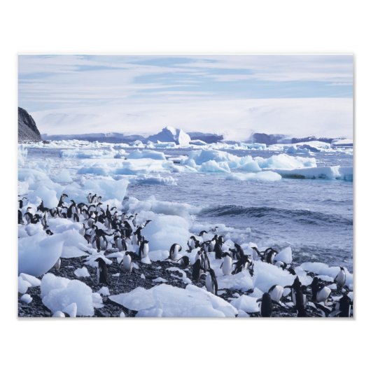 Adelie Penguins Pygoscelis adeliae Foto Afdruk (Voorkant)