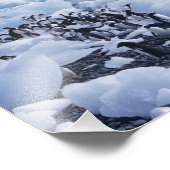 Adelie Penguins Pygoscelis adeliae Foto Afdruk (Hoek)